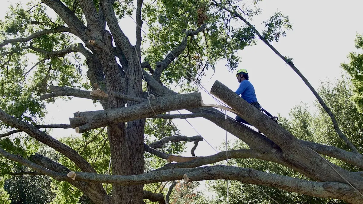 Professional Hazardous Tree Removal performed by certified arborists in Herndon