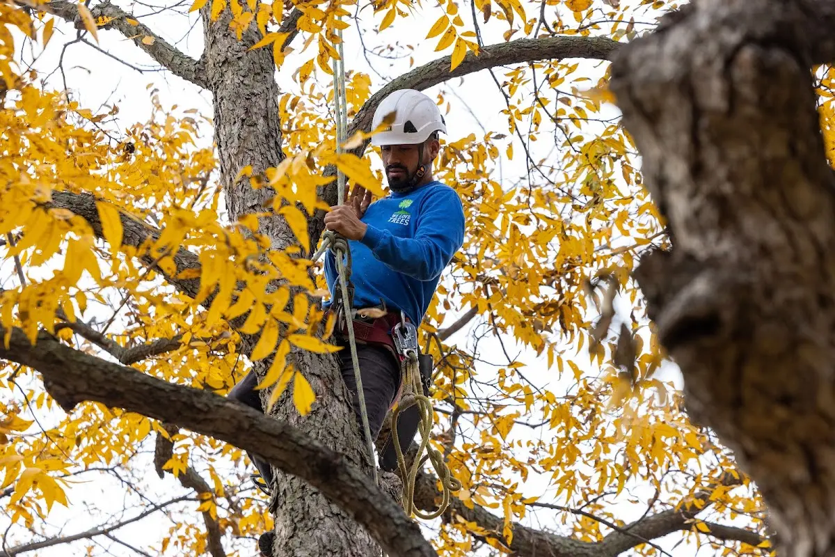 Skilled Tree Planing crew working in Herndon