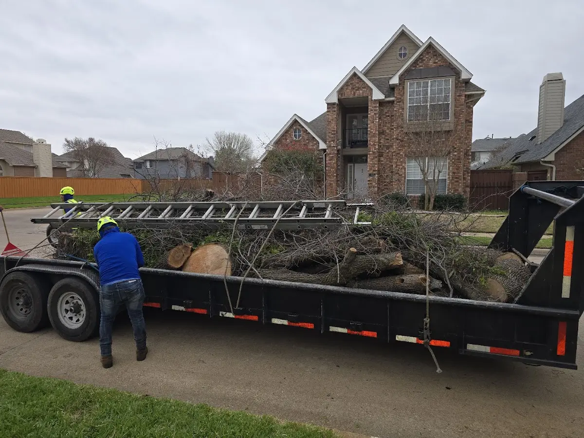 Expert Tree Pest Control with proper safety equipment in Herndon